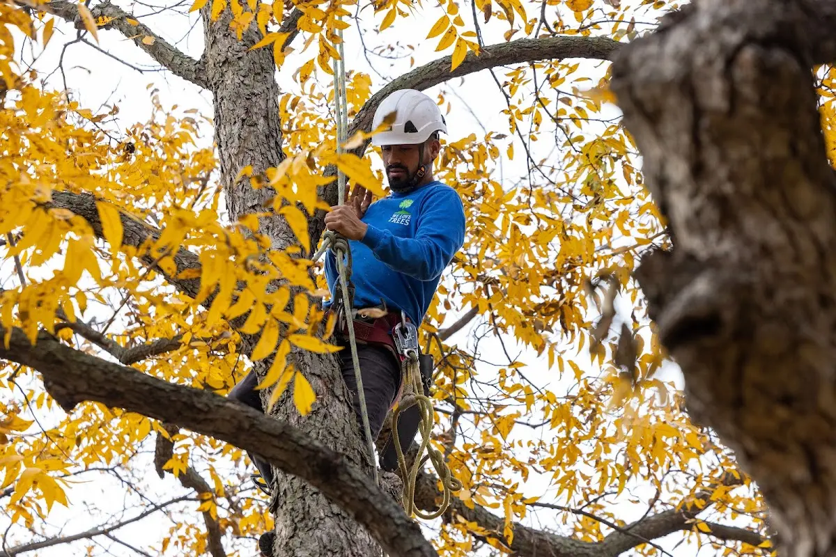 Skilled Tree Trimming crew working in Juntura
